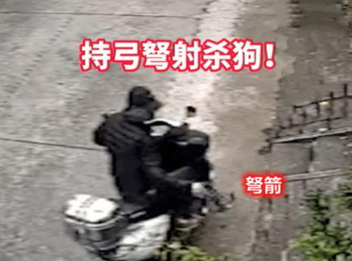 在线观看毒箭,揭秘暗流涌动的网络世界  第2张